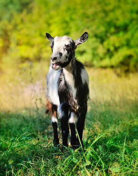 A young goat in the pasture