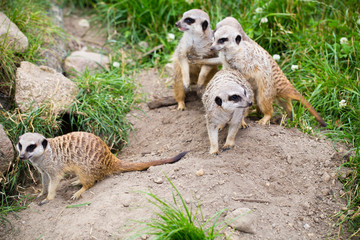 Meerkat, Suricata, suricatta also known as the suricate. Wildlif