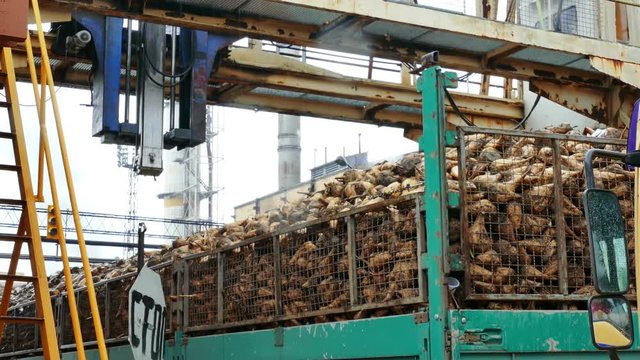 Processing of sugar beet in a factory facilities, 4 K Video Clip