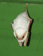 Obraz premium Northern Ghost Bat, Costa Rica
