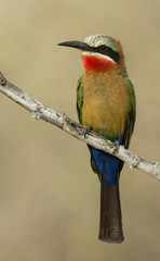 Obraz premium White-fronted bee-eater