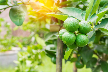 Fresh lime with green leaf.