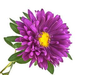 Close-up of violet aster isolated on white background