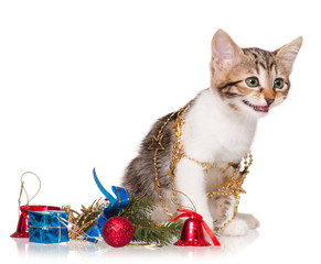 Cute little kitten