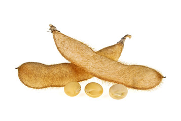 Fototapeta premium Soybean pods isolated on white background. Soya - protein plant