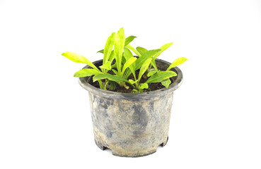 frizzy parsley in nursery pot