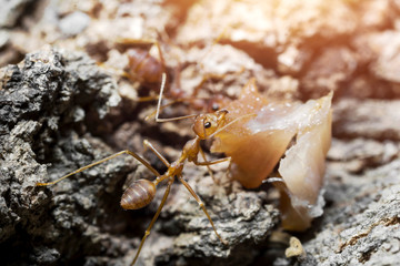 Red ant eating
