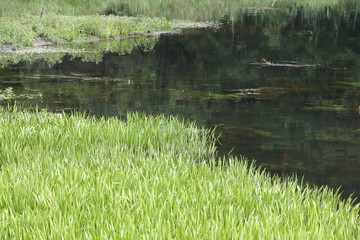 Grass a sedge in a boggy pond
