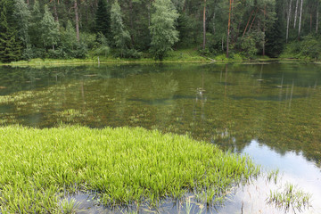 Obraz premium Grass a sedge in a boggy pond