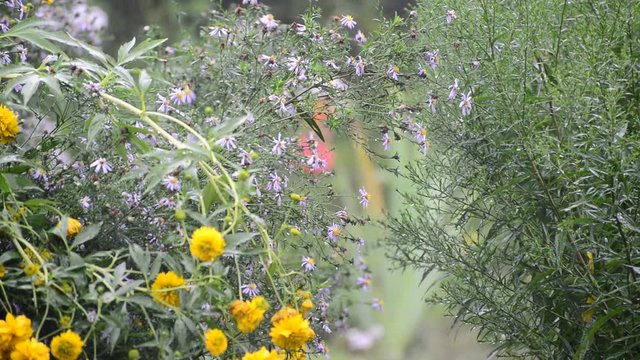 Flowers in garden during the rain