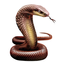 Obraz premium wąż