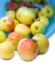 Apples garden isolated