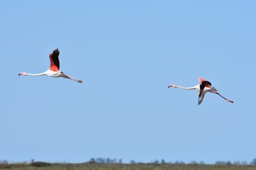 COUPLE OF FLAMINGOS FLYING IN BLUE SKY