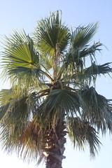 Fototapeta na wymiar 椰子の木