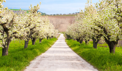 Fruit trees in spring blossom