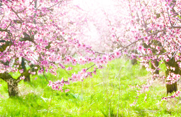 Obraz na płótnie Canvas Spring cherry trees in blossom
