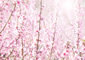 Spring cherry trees in blossom