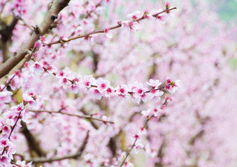 Spring cherry trees in blossom