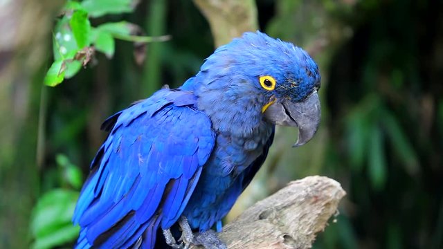 Beautiful Hyacinth Macaw Perched On Tree Branch