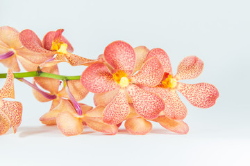 rose pink orchid with white background