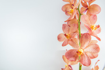 Naklejka na ściany i meble rose pink orchid with white background