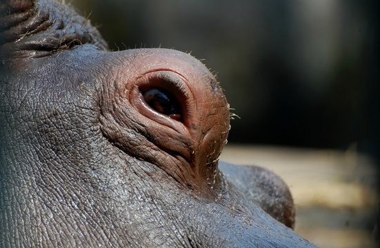 Close-up of hippopotamus eye