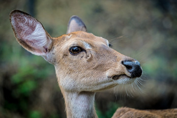Eld's deer
