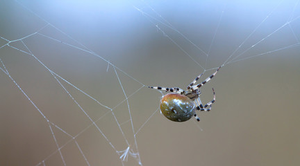 The female spider Araneus hangs on the web. Blurring background.