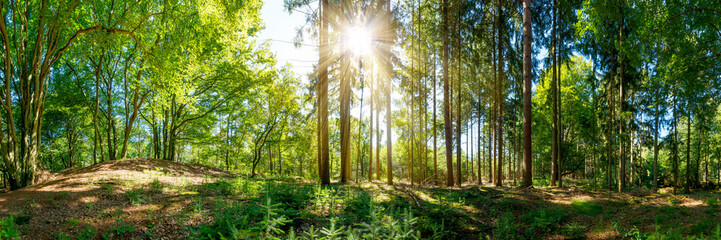 Wald Panorama mit alten Bäumen und Sonnenstrahlen, die auf eine Lichtung fallen