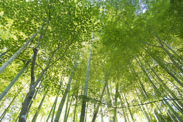 竹林　緑　見上げる　