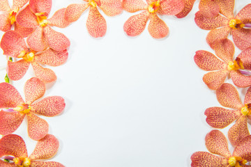 rose pink orchid with white background