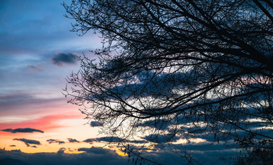 Fototapeta premium Black bare tree branches over sky