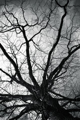 Bare tree over dark cloudy sky