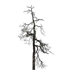 Bare tree isolated on white background