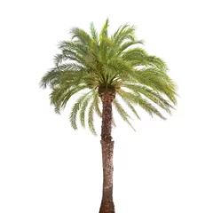 Wall murals Palm tree Single date palm tree isolated on white