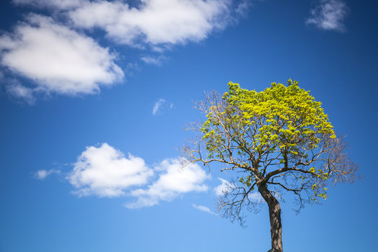 Tree with blue sky and white clouds