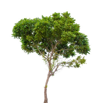Robinia pseudoacacia. Small tree isolated