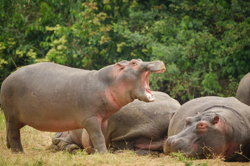 Hippopotamus openin mouth
