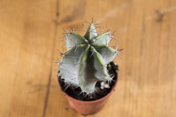 a plant of small Cactus in pot,