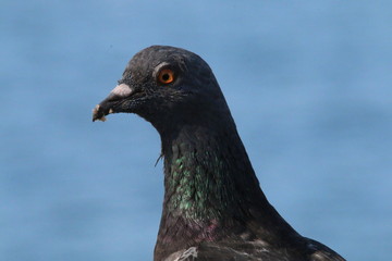 鳩