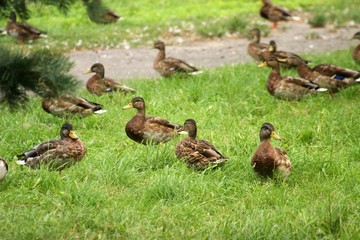 Ducks on the river bank 7