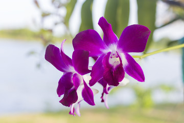 orchid flower with green in background