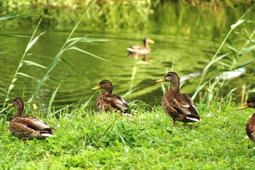 Ducks on the river bank 5