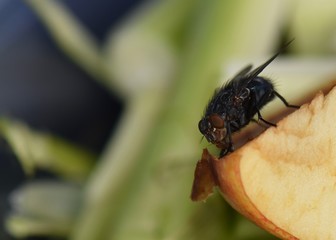 MACRO OF COMMON HOUSE FLY SITTING ON PIECE OF APPLE