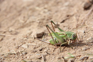 Grasshopper on a brown terrain background