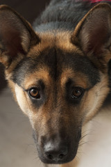 German Shepherd