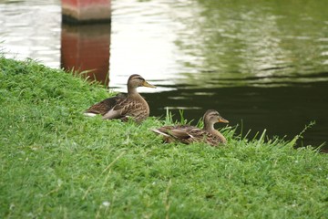 Ducks on the river bank 3