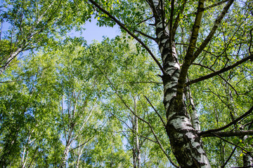 birch forest