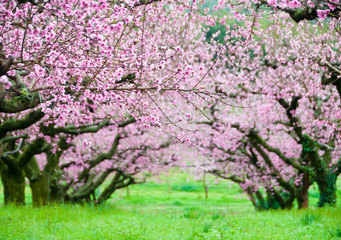 Trees in spring blossom