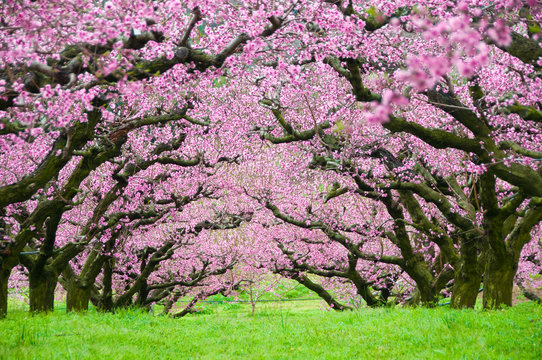 Trees in spring blossom